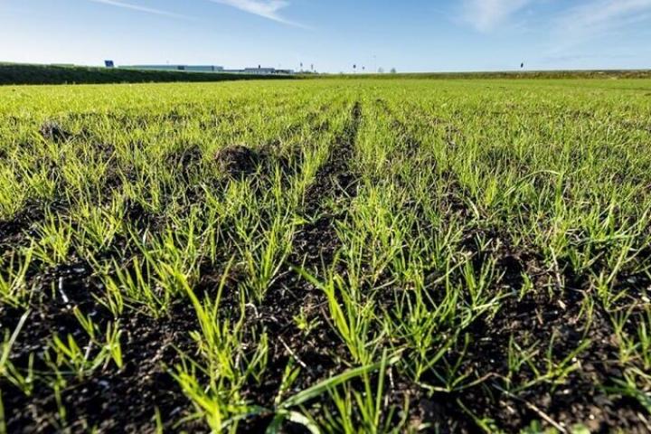 Detailfoto van bodem met opkomend gras